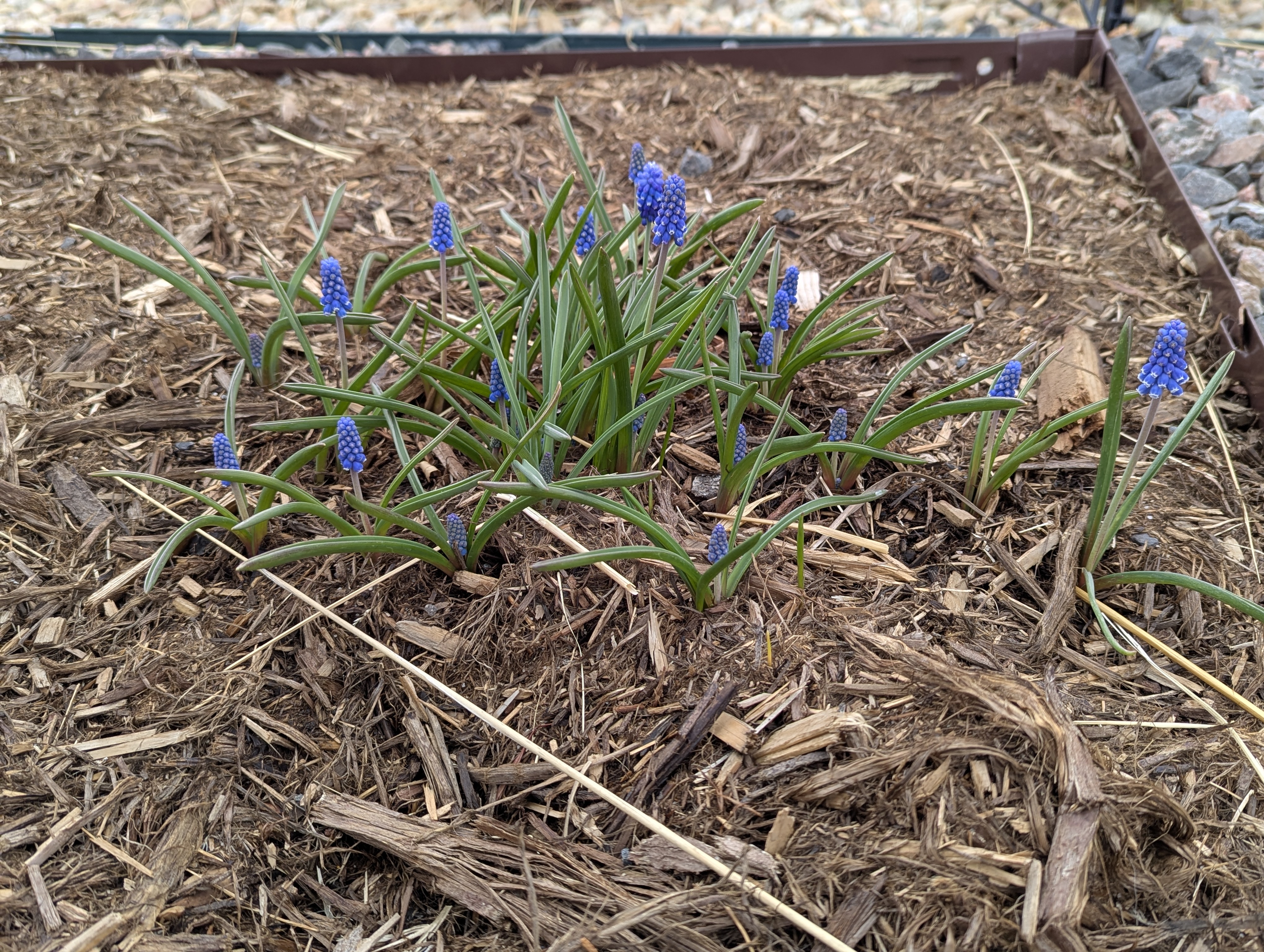 Grape Hyacinth, Morrison, Colorado